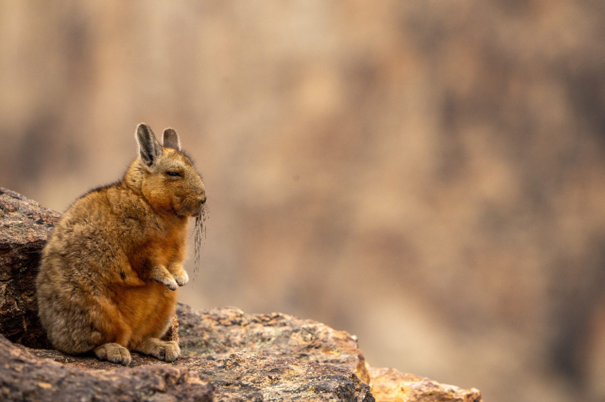 viscacha