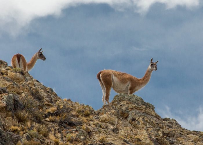 Christian Emmer_Parque Patagonia_Cañadón Pinturas, guanaco_Enero 2019_0417