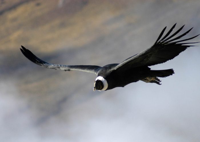 Condor - Foto Rewilding Argentina