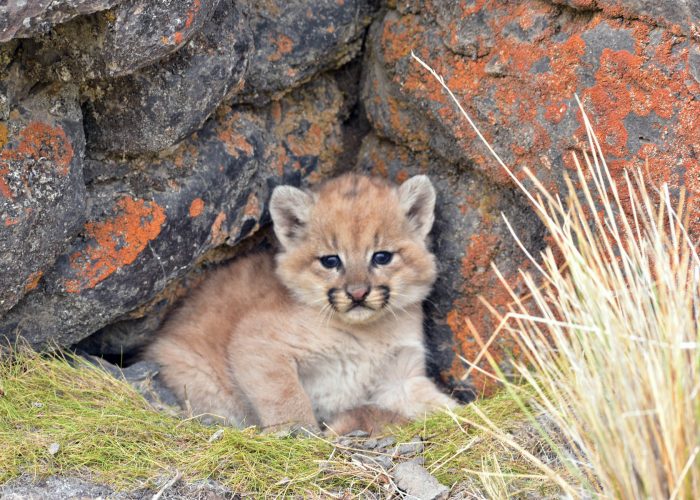Puma cub